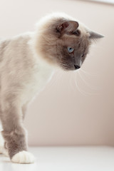 Siberian cats, white neva masquerade. Trimmed cat on a light background