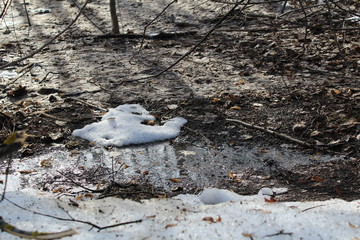 spring landscape in early spring in the forest