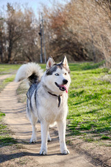 Portrait of a Siberian husky dog with multicolored eyes in a nature Park.