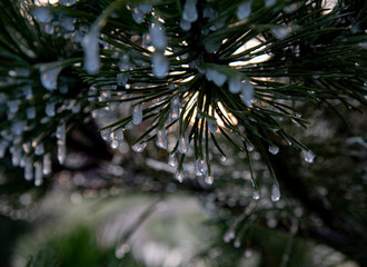 Naklejka na ściany i meble Drops of ice on pine branch