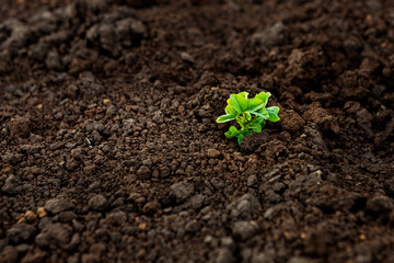 Choose the focus on the seedling, the young plant in the soil. Earth Day Concept