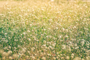 Nature in summer, wild flowers in meadow. Achillea Millefolium, White Yarrow. Аlowers yarrow ordinary closeup. background with medicinal yarrow. floral background.