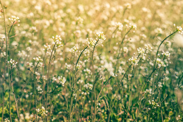 Nature in summer, wild flowers in meadow. Achillea Millefolium, White Yarrow. Аlowers yarrow ordinary closeup. background with medicinal yarrow. floral background.