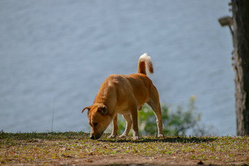 A brown colored dog is seeking for food on grass near tree, Umiam lake can be seen in the backdrop....