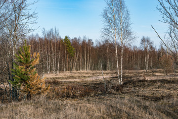Fototapeta premium forest