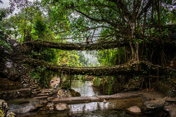 The well known signature double Decker living root bridges formed of living plant roots by shaping the tree roots. Winter trek to Nongriat village in east Khasi hills of Meghalaya, India.