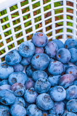Blueberries in two plastic white baskets full to the brim