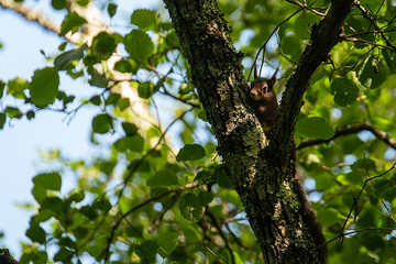 Red squirrel in the wild - Ribeira da Foz - Chamusca - Portugal