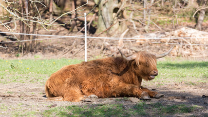  Scottish highland cow with red - brown fur taking a rest and chewing grass