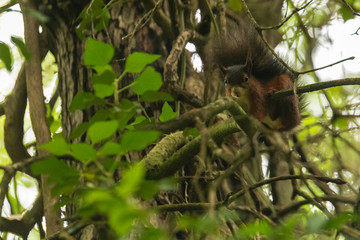 Red squirrel in the wild - Ribeira da Foz - Chamusca - Portugal