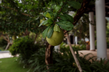 pomelo fruit hanging on a tree