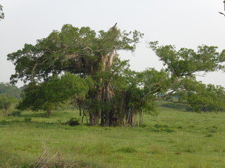 tree in the park
