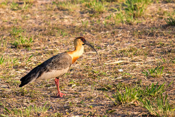 duck in the grass