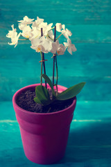 Small white orchid flower in purple flowerpot on blue vintage wooden background