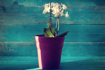 Beautiful light on white orchid flower in purple flowerpot on blue vintage wooden background