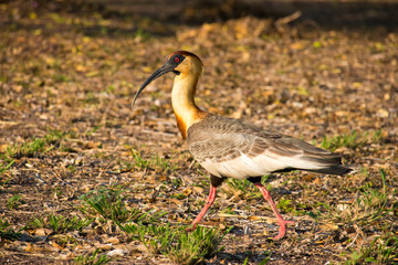 black winged stilt