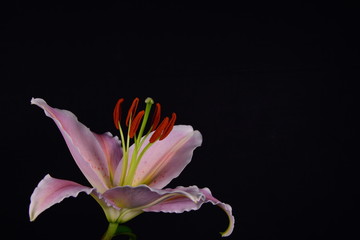 Blooming lily flower on a black background
