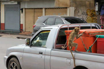 Monkey got into a car with some ropes in Lopburi