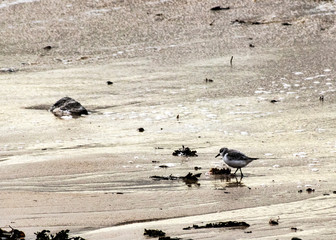 Oiseau sur la plage