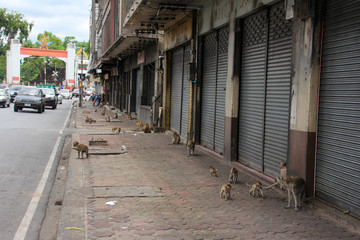 Lopburi street full of monkeys