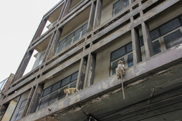 Monkeys hanging from a building in Lopburi