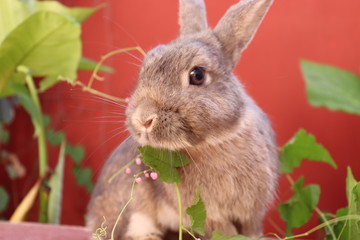 rabbit in a garden