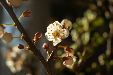 Close up detail of fresh white spring blossom