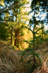 młoda choinka-nowe życie