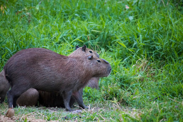 prairie dog eating grass