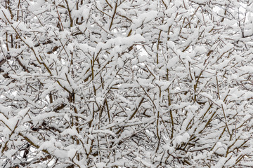 Brown wild apple tree branches covered with white fluffy snow are in winter day