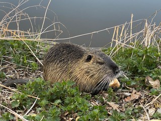 prairie dog eating grass