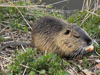 prairie dog eating grass