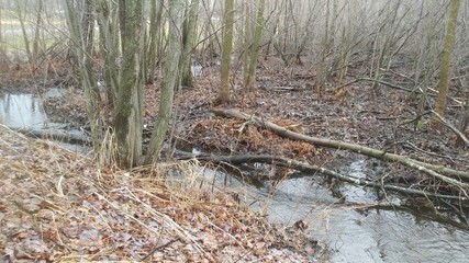 Réveil du printemps