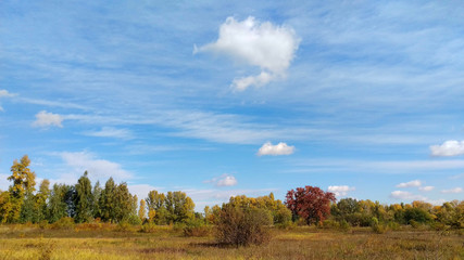colorful summer meadow against the blue sky