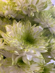 pink chrysanthemum flowers