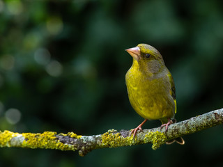 Greenfinch portrait - chloris chloris