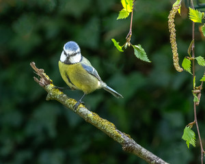 Blue Tit on portrait on lichen covered branch