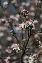 pink flowers on a tree branch, blooming gardens, close-up.
