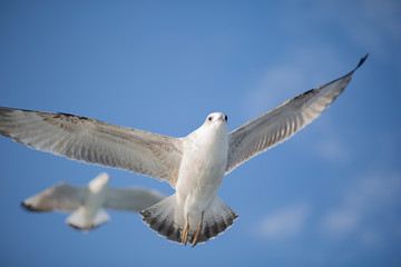seagull in flight istanbul