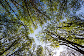 Wiosna w lesie. Las Zwierzyniecki, Białystok, Podlasie, Polska © podlaski49