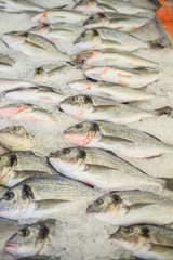 Fresh chilled dorado fish on the counter in the hypermarket. Selective focus