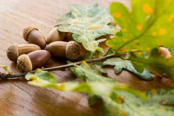 Oak tree branch acorn nut as beautiful autumn season background