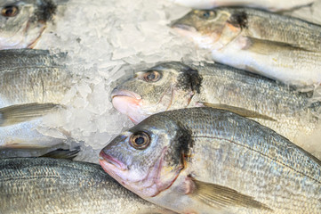 Fresh dorado fish in ice on a fish store counter. Selective focus