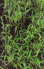 Microgreen. Young sprouts of greens. Healthy eating concept.