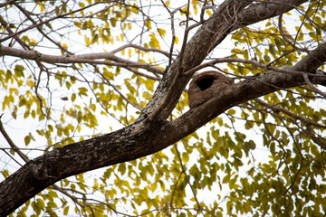 Fototapeta premium bird on tree