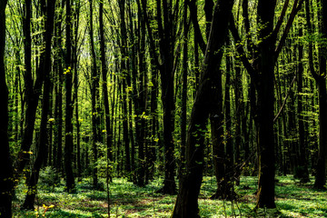 Wiosna w lesie. Las Zwierzyniecki, Białystok, Podlasie, Polska