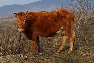 Domestic cow in Samegrelo region, Georgia