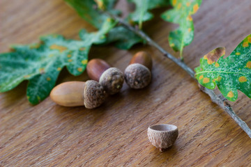 Oak tree branch acorn nut as beautiful autumn season background