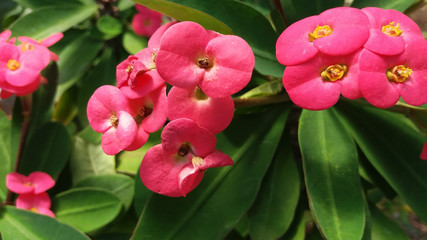 Bunch of pink red crown of thorns or euphorbia milii bracts surrounding yellow flowers against a blurred background of green leaves of the plant.