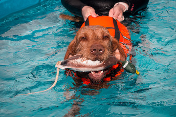 Drahthaar Vizsla, Hydrotherapie , Hundeschwimmen, Muskelaufbau, Sporthunde, Hundephysiotherapie